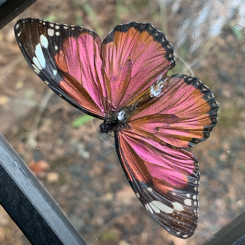 Sugarlight Real Butterfly - Picture 5 of 10